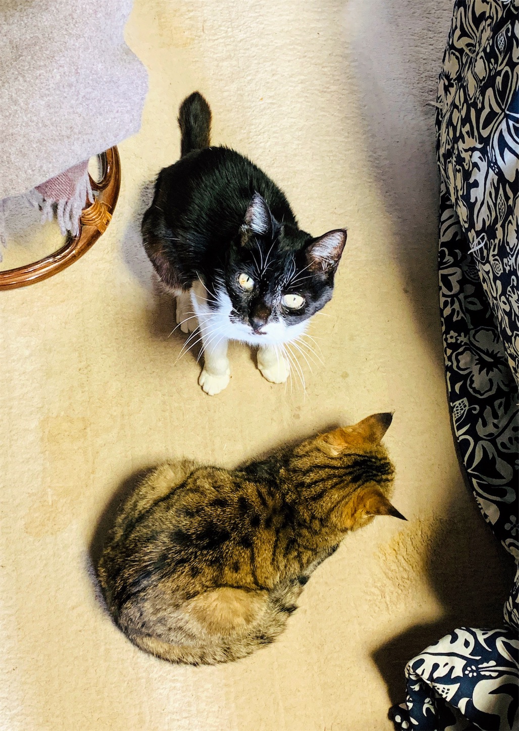 f:id:dajyareinu:20191222122214j:image