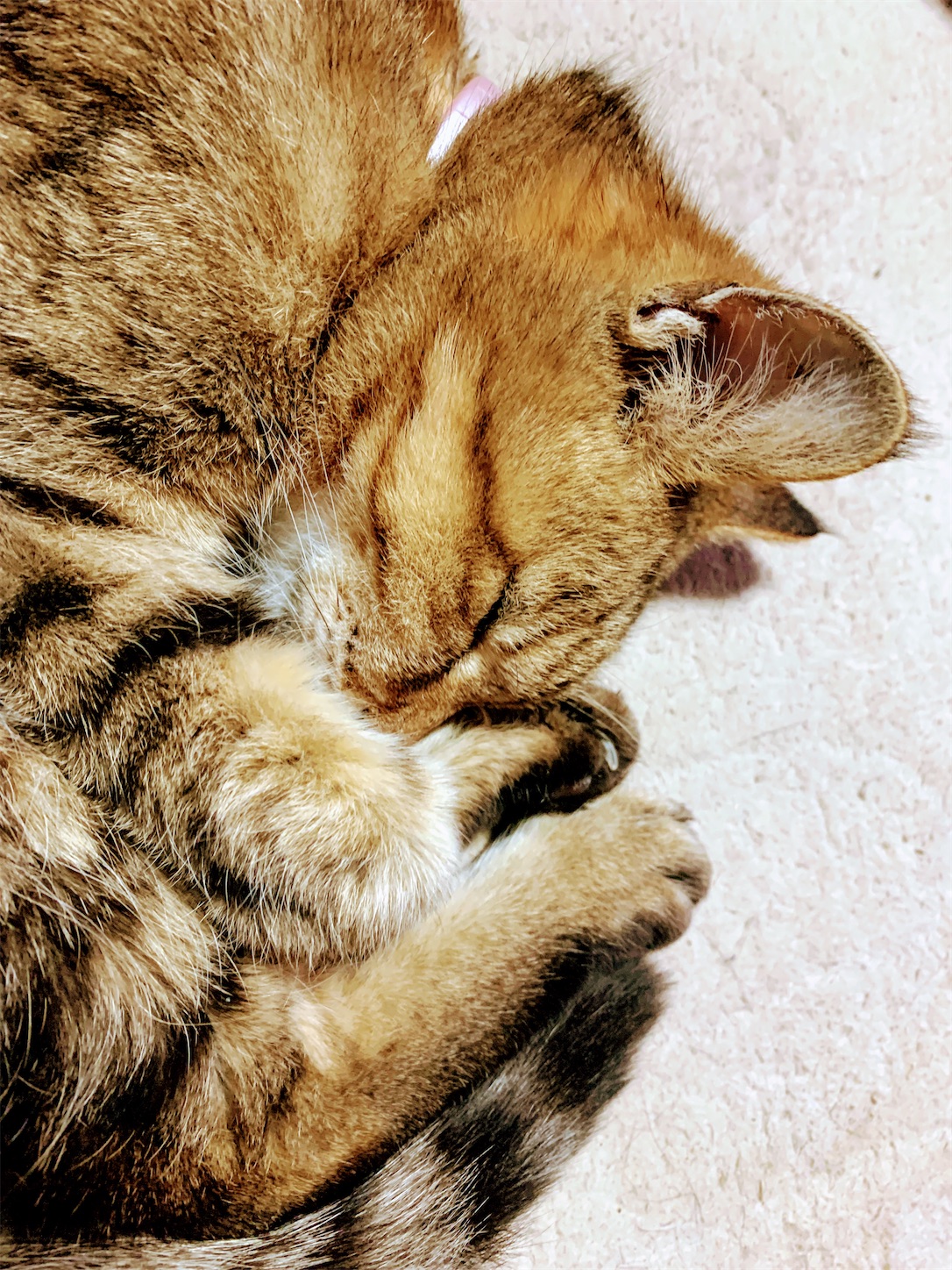f:id:dajyareinu:20191222122219j:image