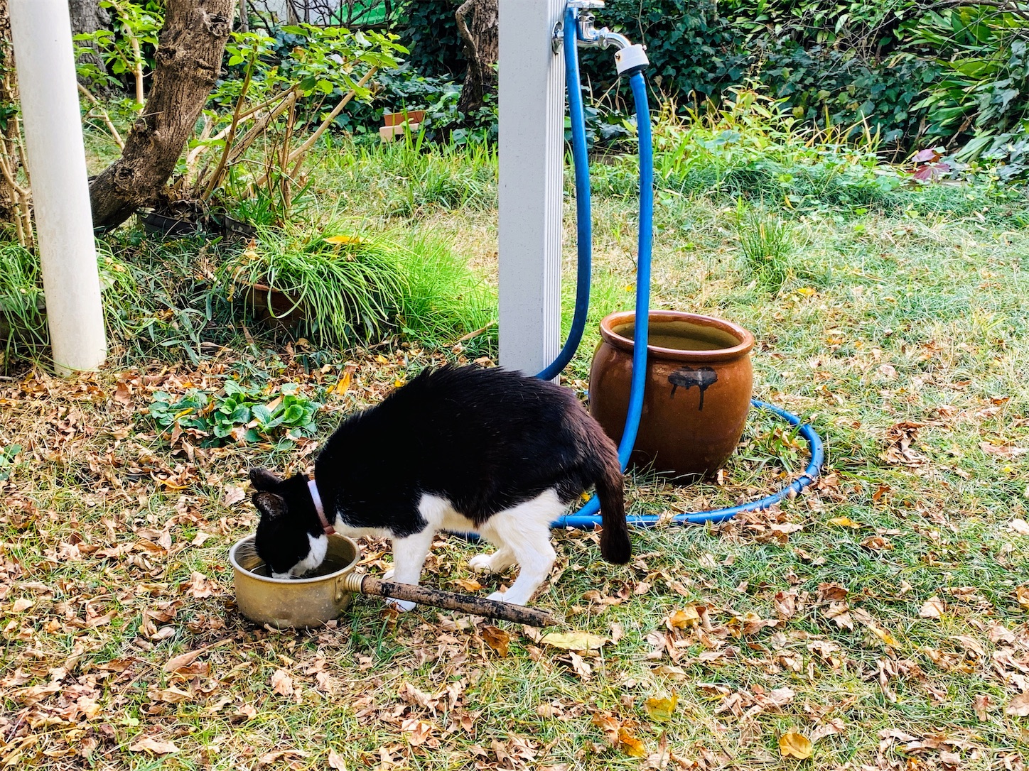 f:id:dajyareinu:20191222122224j:image