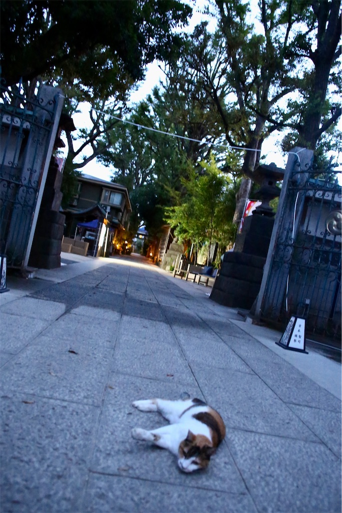 f:id:dajyareinu:20230827173853j:image