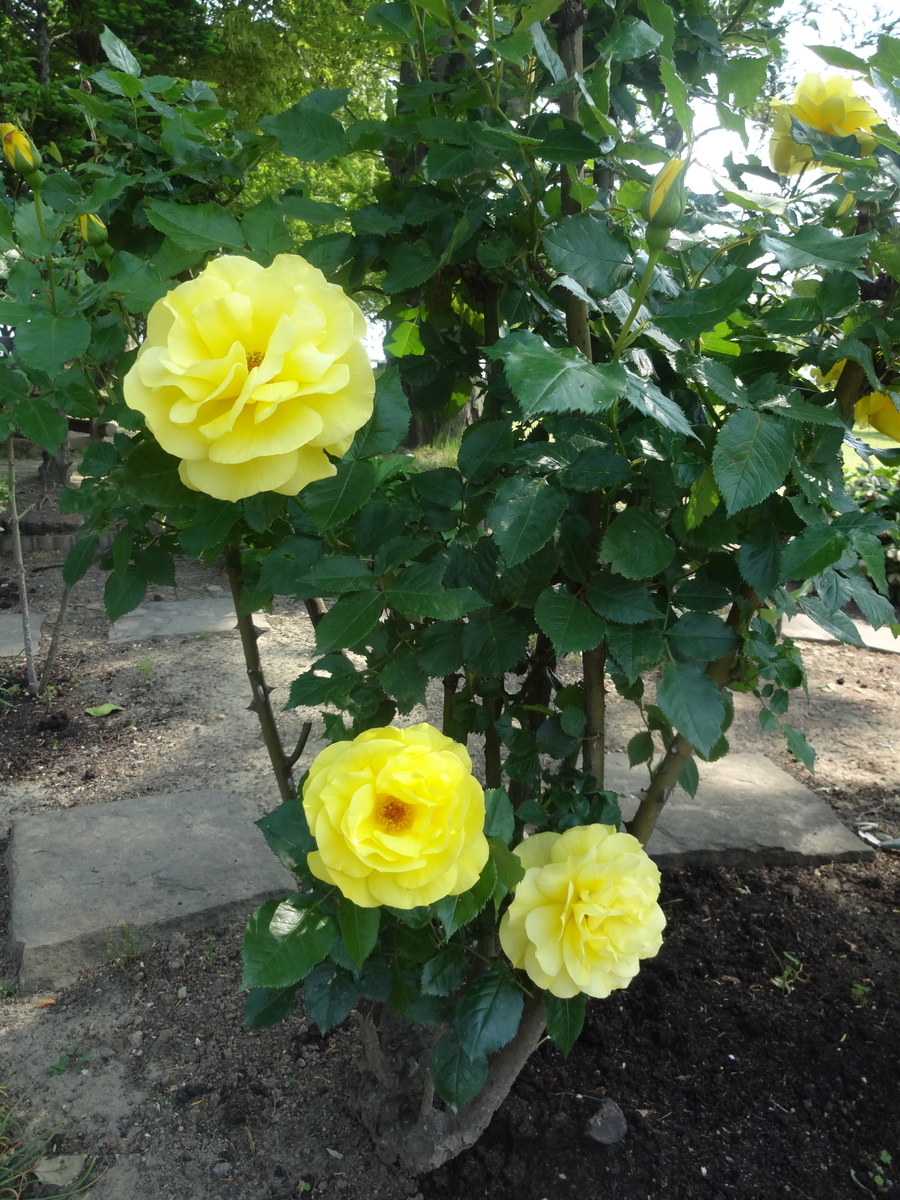 f:id:dajyaresensei:20190514223723j:plain f:id:dajyaresensei:20190514223723j:plain