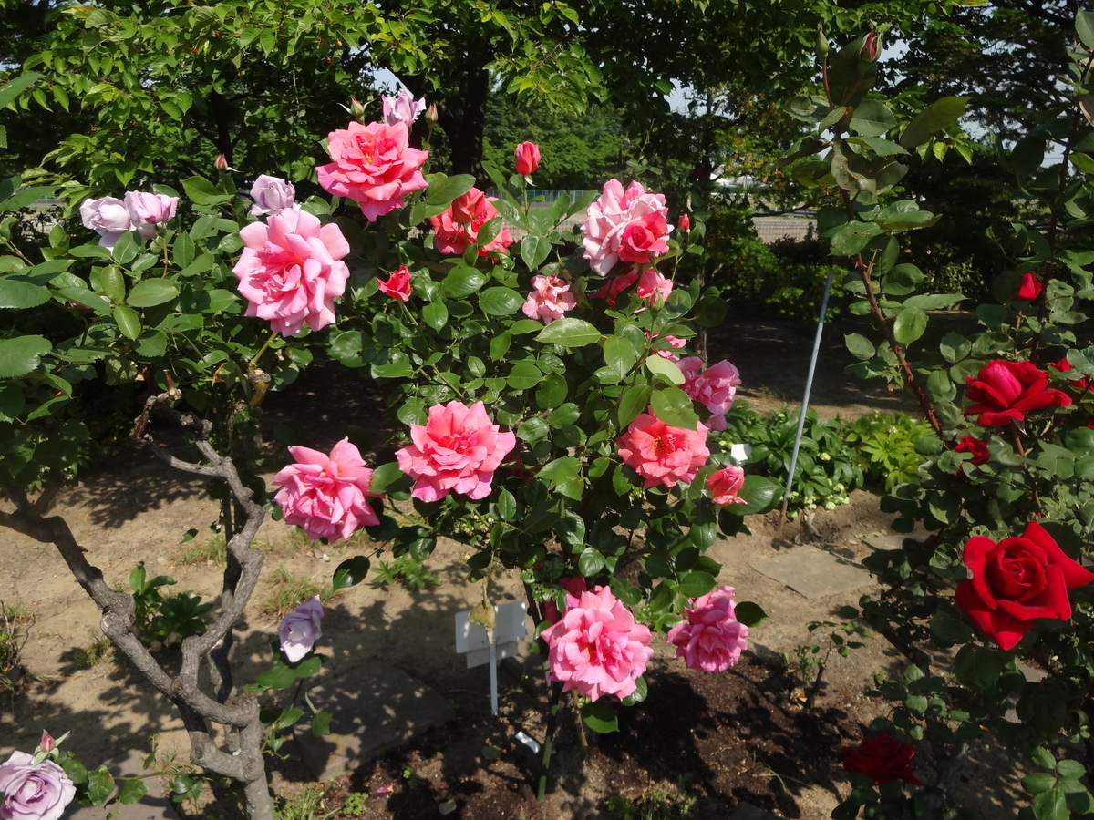 f:id:dajyaresensei:20190514223727j:plain f:id:dajyaresensei:20190514223727j:plain