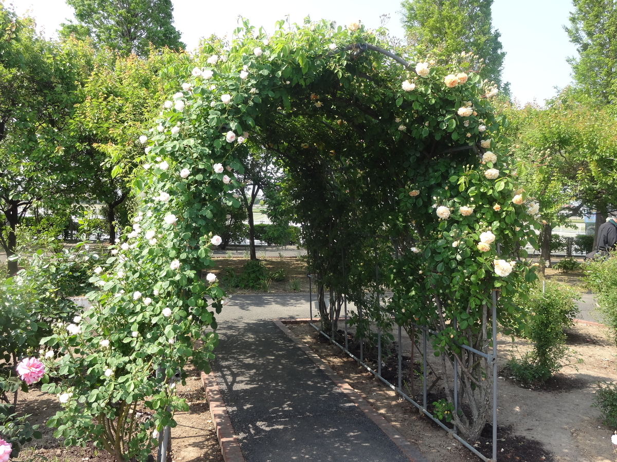 f:id:dajyaresensei:20190514225150j:plain f:id:dajyaresensei:20190514225150j:plain