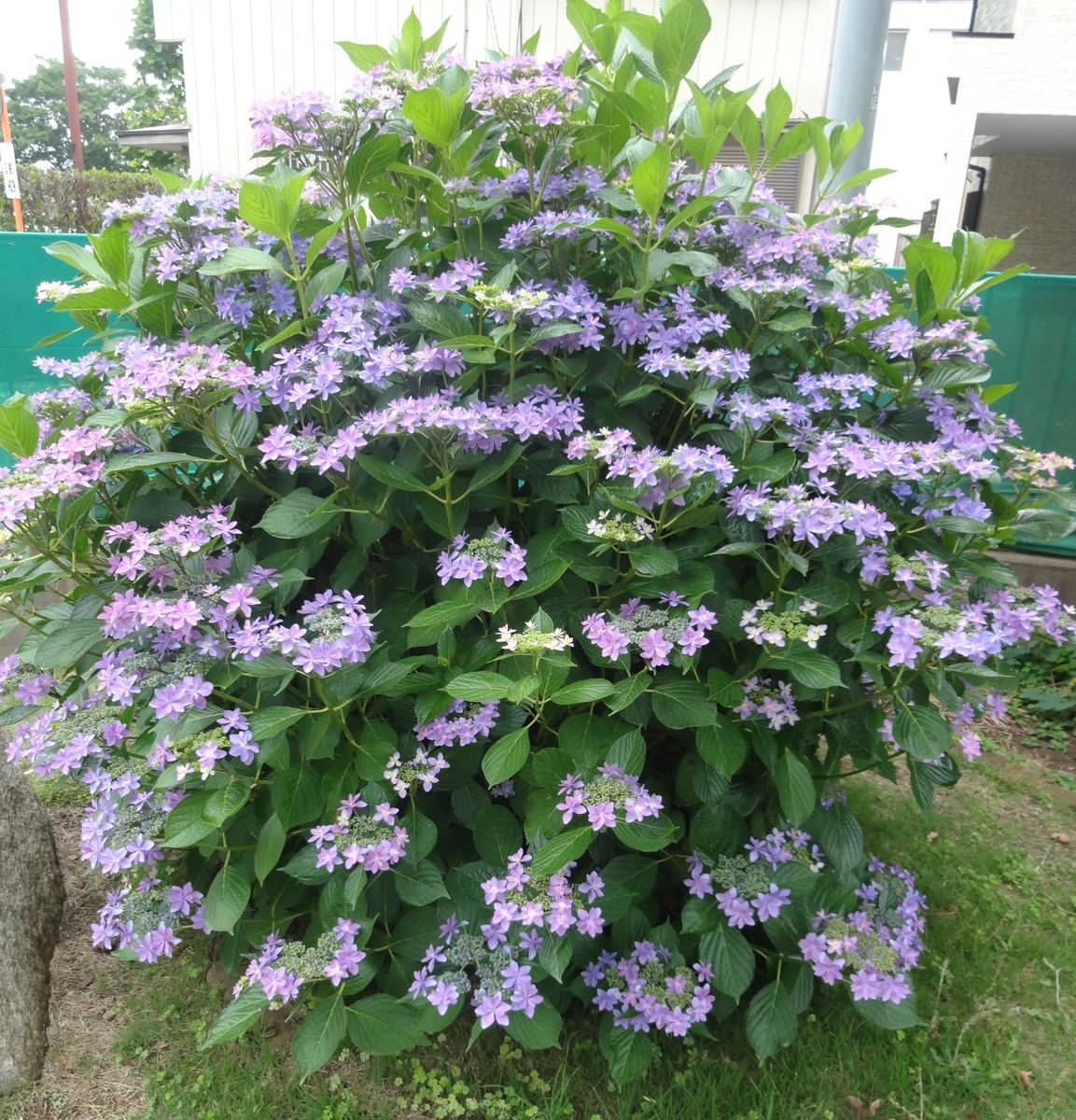 f:id:dajyaresensei:20190615125751j:plain f:id:dajyaresensei:20190615125751j:plain