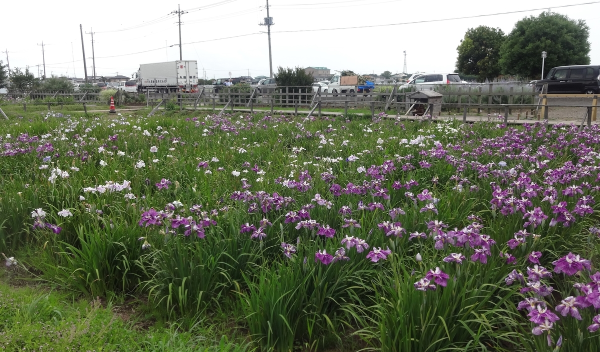 f:id:dajyaresensei:20190623154932j:plain