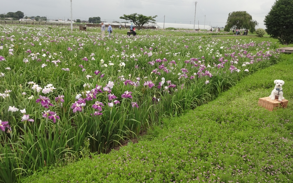 f:id:dajyaresensei:20190623155128j:plain
