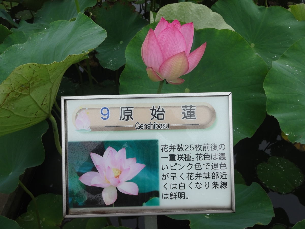 f:id:dajyaresensei:20190630102916j:plain