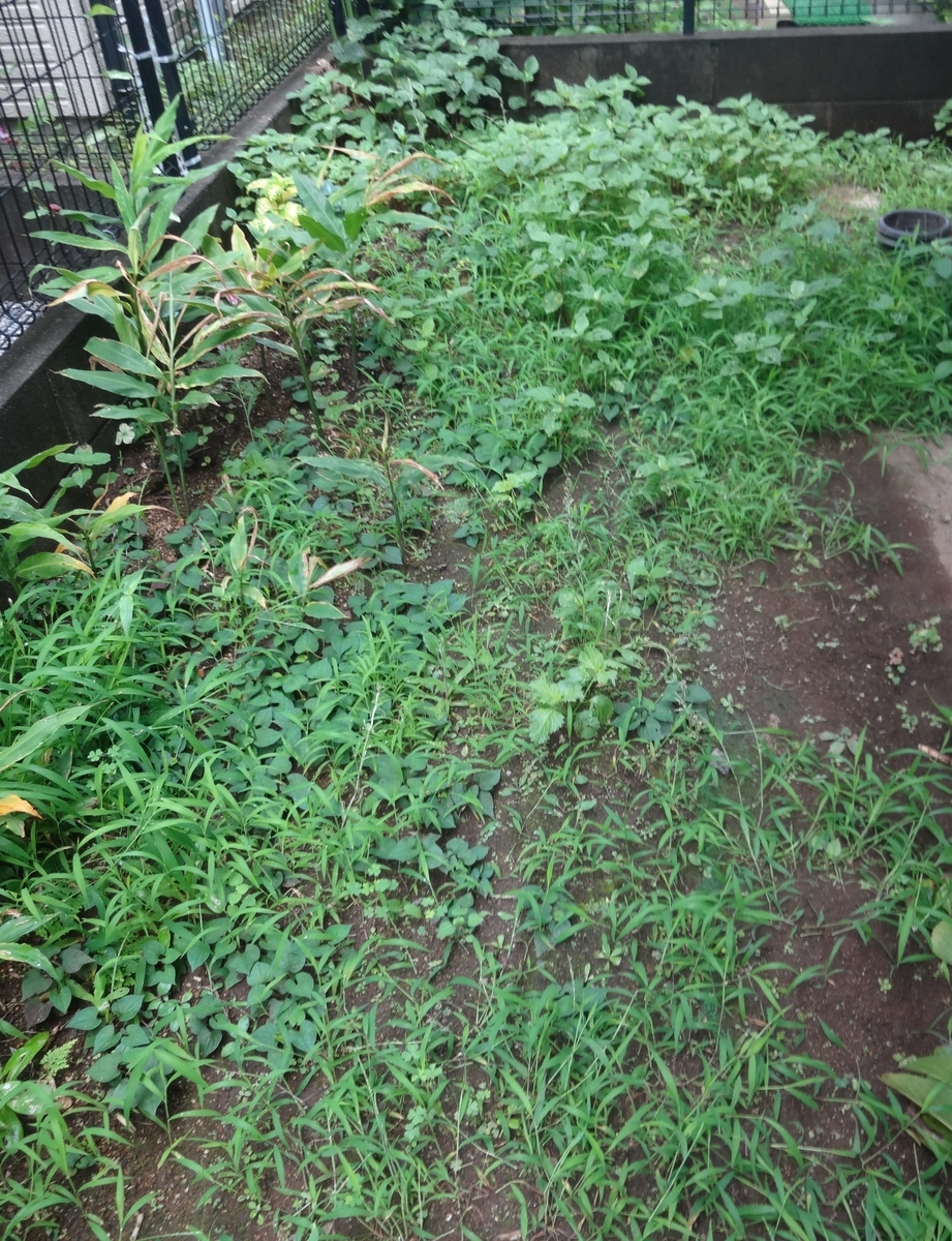 f:id:dajyaresensei:20190728154523j:plain f:id:dajyaresensei:20190728154523j:plain