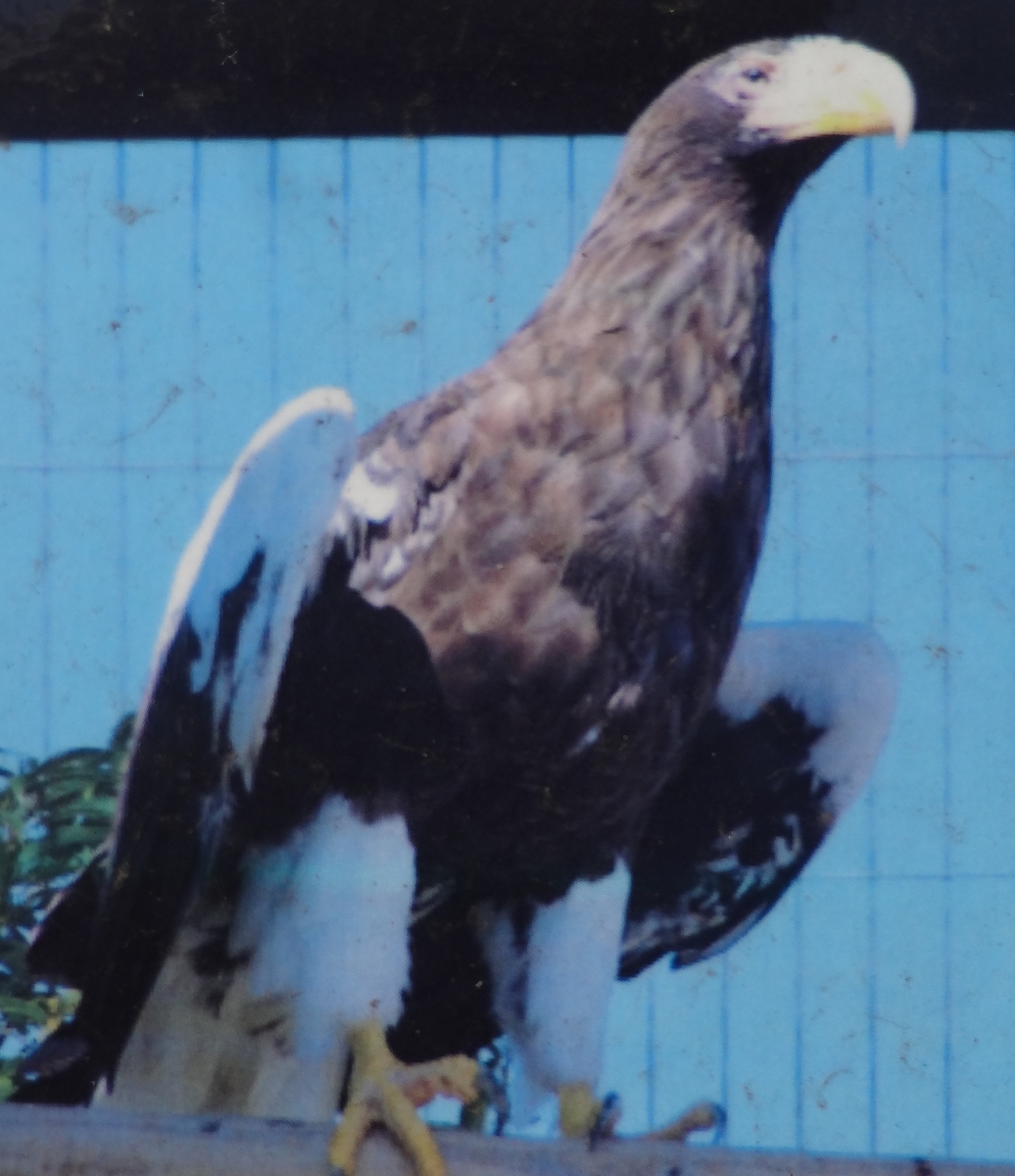 暑い中 動物の写真を撮りに東武動物公園に ハゲタカの頭はなぜはげたか ダジャレ先生の面白くてためになるブログ 暑い中 動物の写真を撮りに東武動物公園に ハゲタカの頭はなぜはげたか ダジャレ先生の面白くてためになるブログ