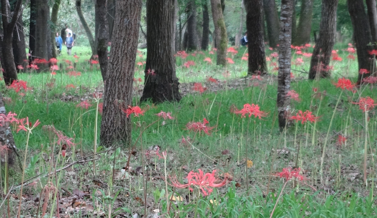 f:id:dajyaresensei:20190922142422j:plain