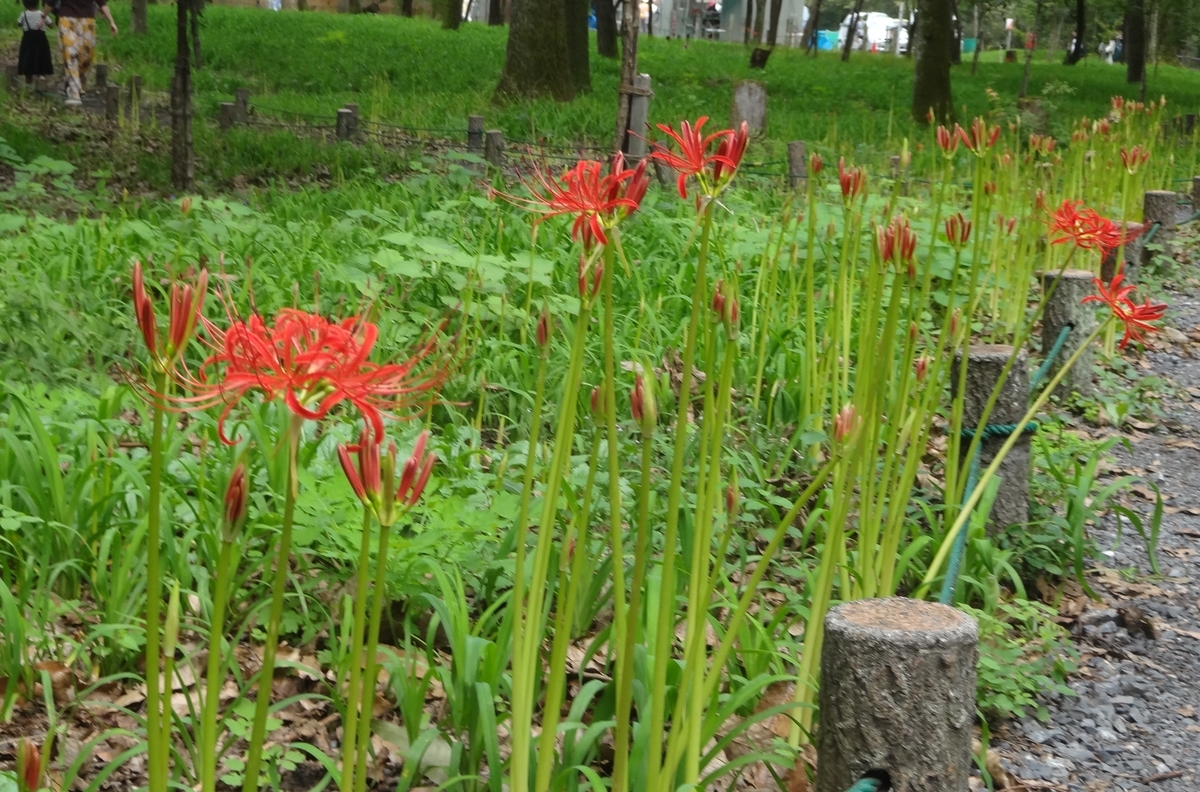 f:id:dajyaresensei:20190922142533j:plain