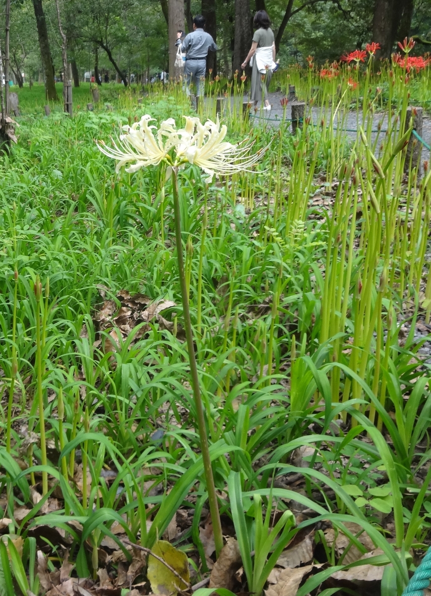 f:id:dajyaresensei:20190922142615j:plain