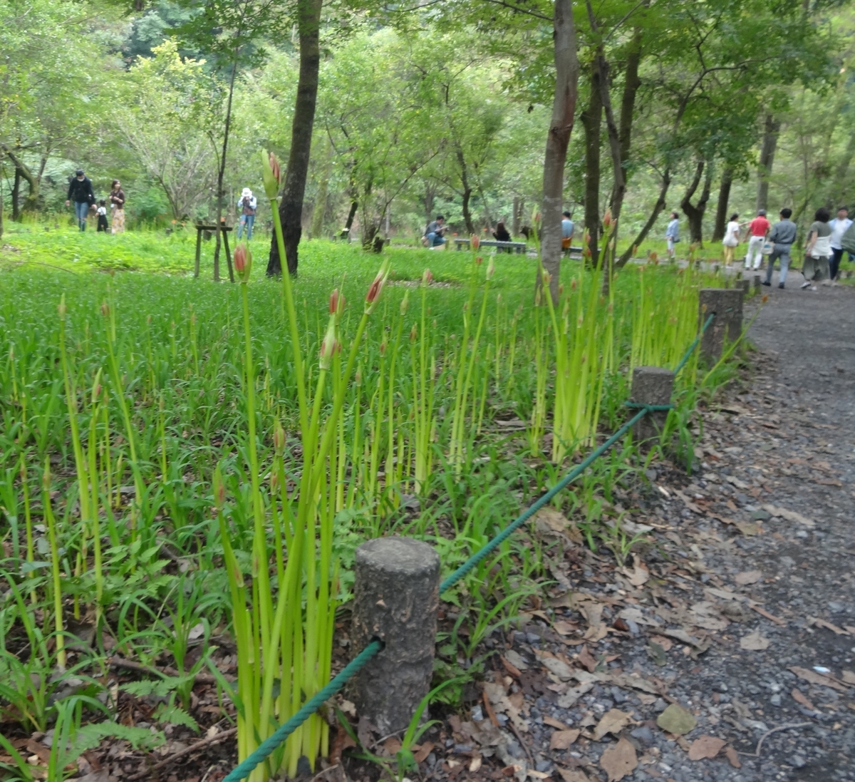 f:id:dajyaresensei:20190922163913j:plain