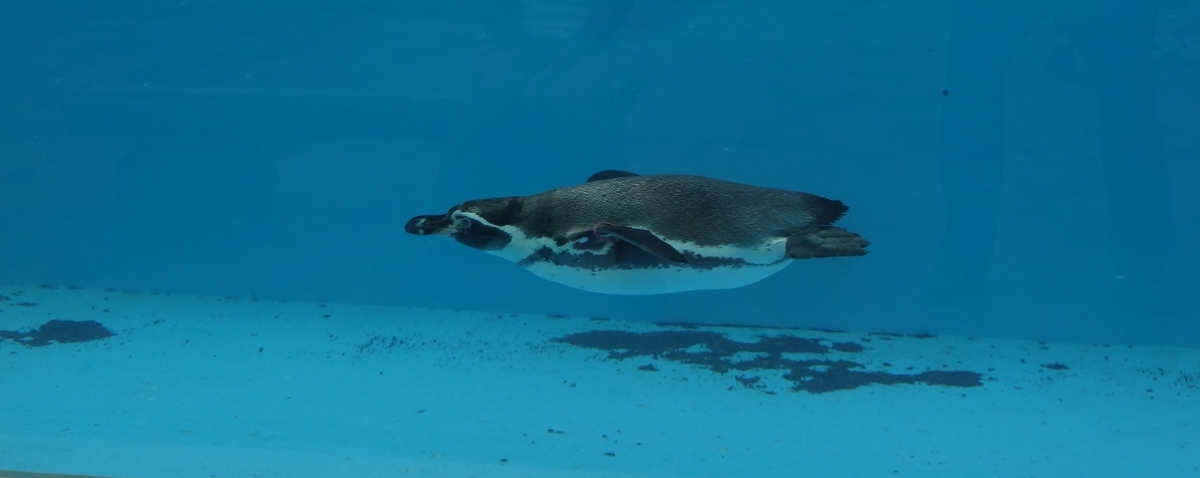 f:id:dajyaresensei:20191004220113j:plain