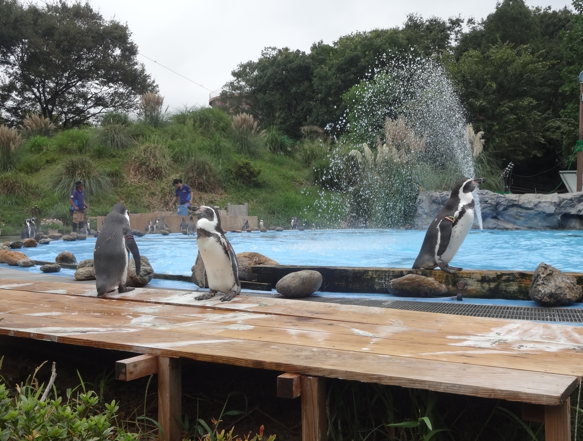 f:id:dajyaresensei:20191004220322j:plain