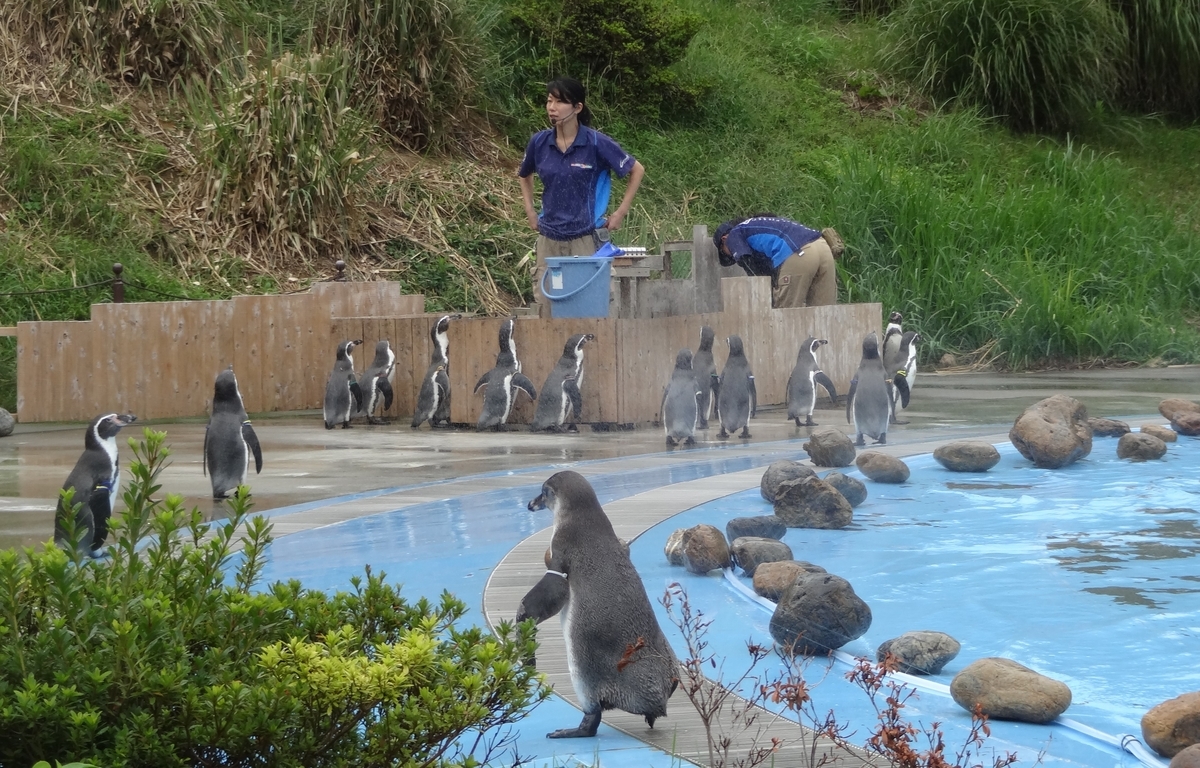 f:id:dajyaresensei:20191004220658j:plain