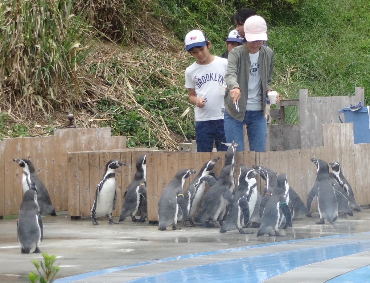 f:id:dajyaresensei:20191004220802j:plain