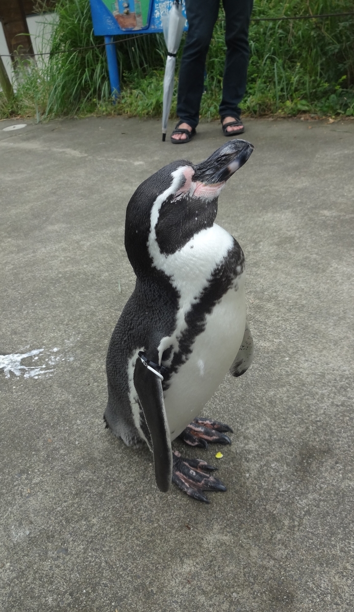 f:id:dajyaresensei:20191004223932j:plain