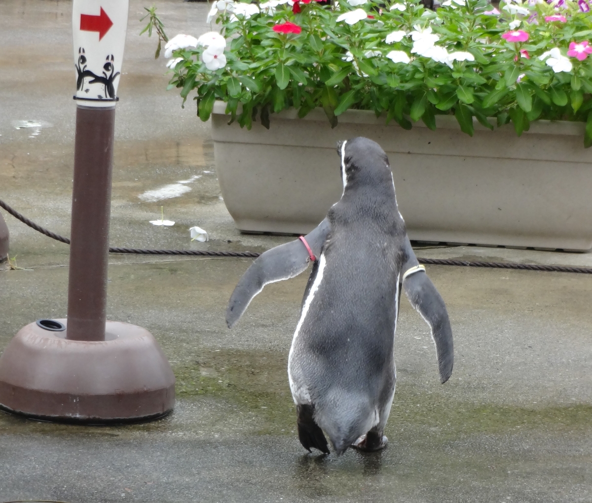 f:id:dajyaresensei:20191004224121j:plain