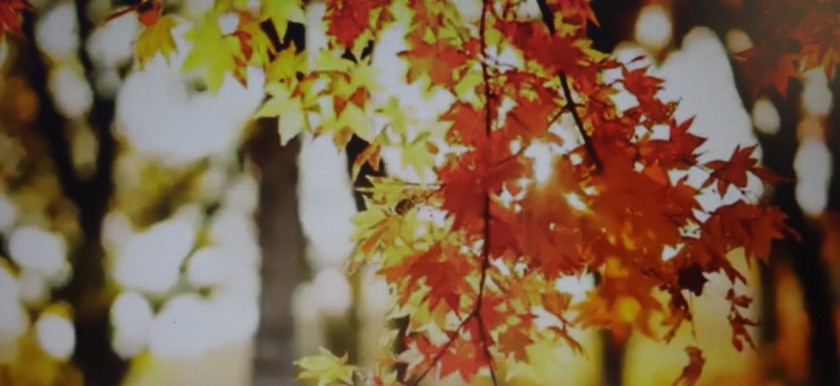 f:id:dajyaresensei:20191119214441j:plain