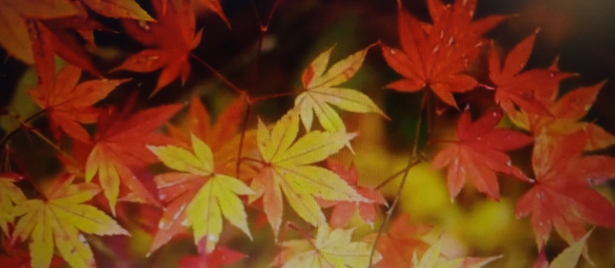 f:id:dajyaresensei:20191119215511j:plain
