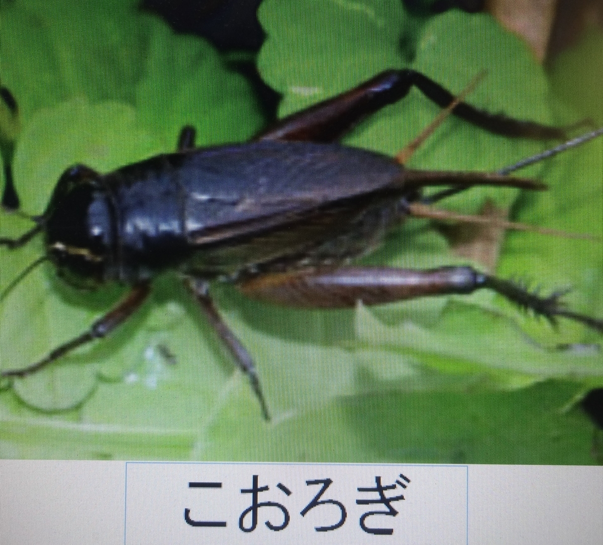 f:id:dajyaresensei:20191119221253j:plain