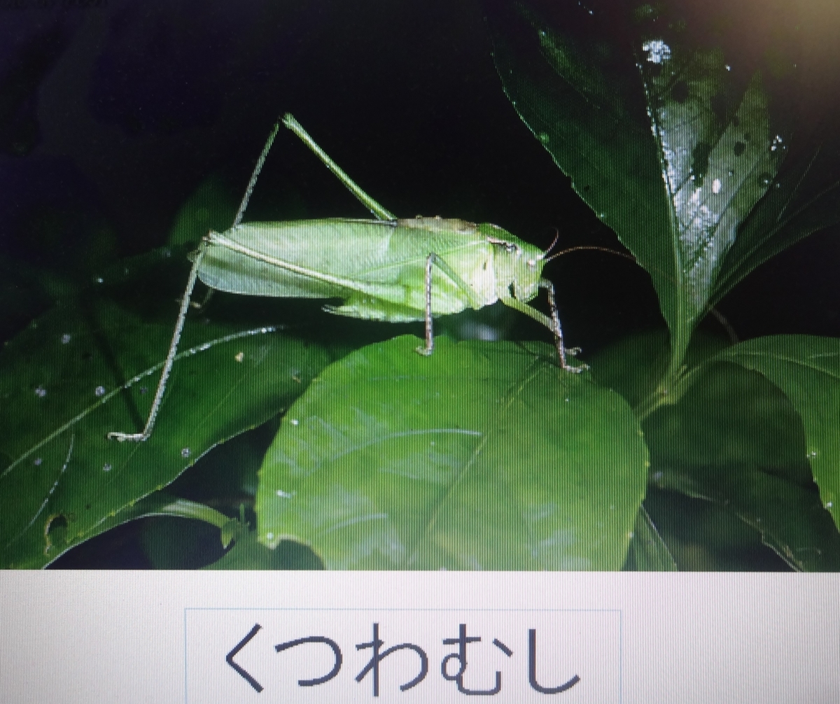 f:id:dajyaresensei:20191119221510j:plain