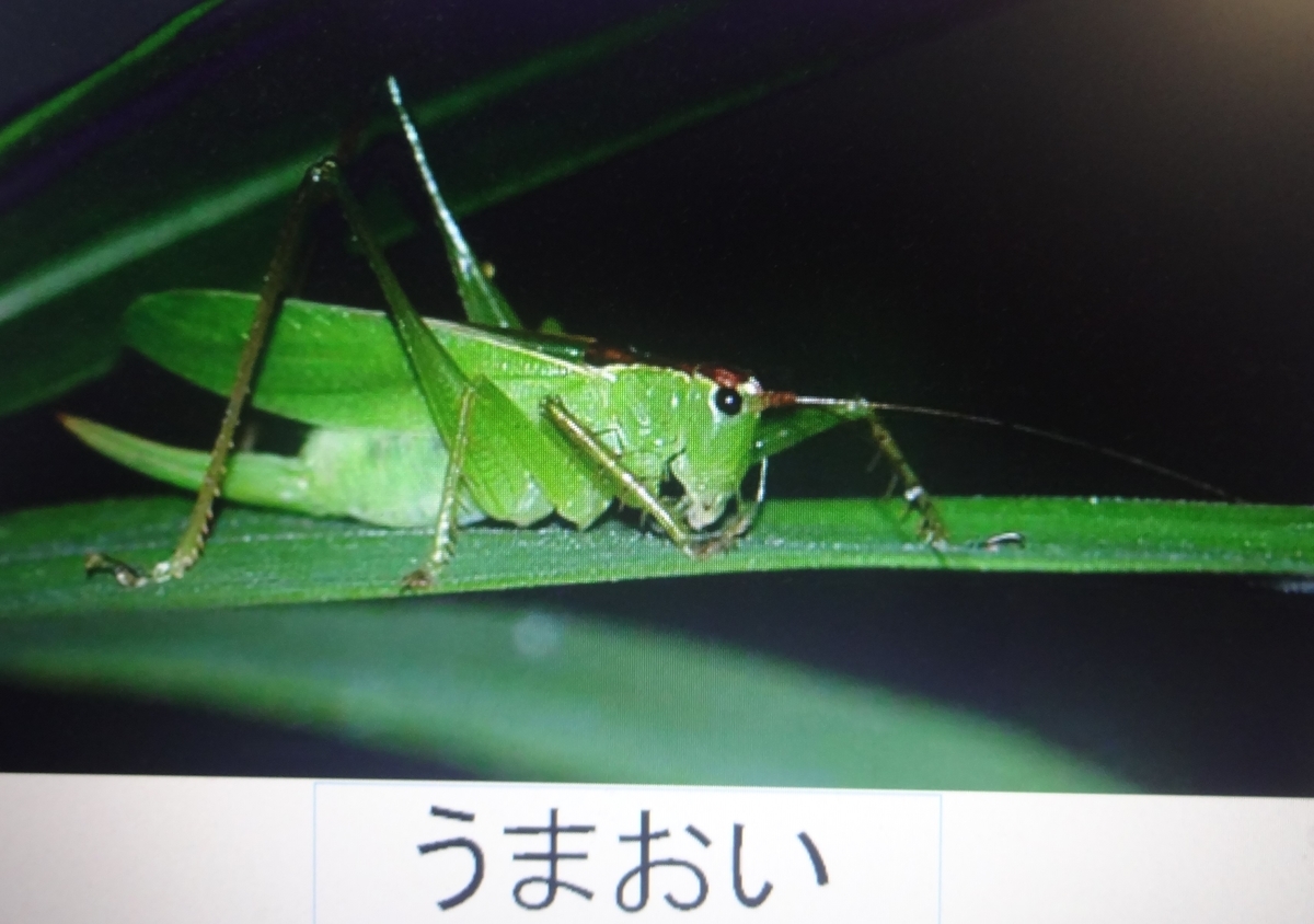 f:id:dajyaresensei:20191119221738j:plain
