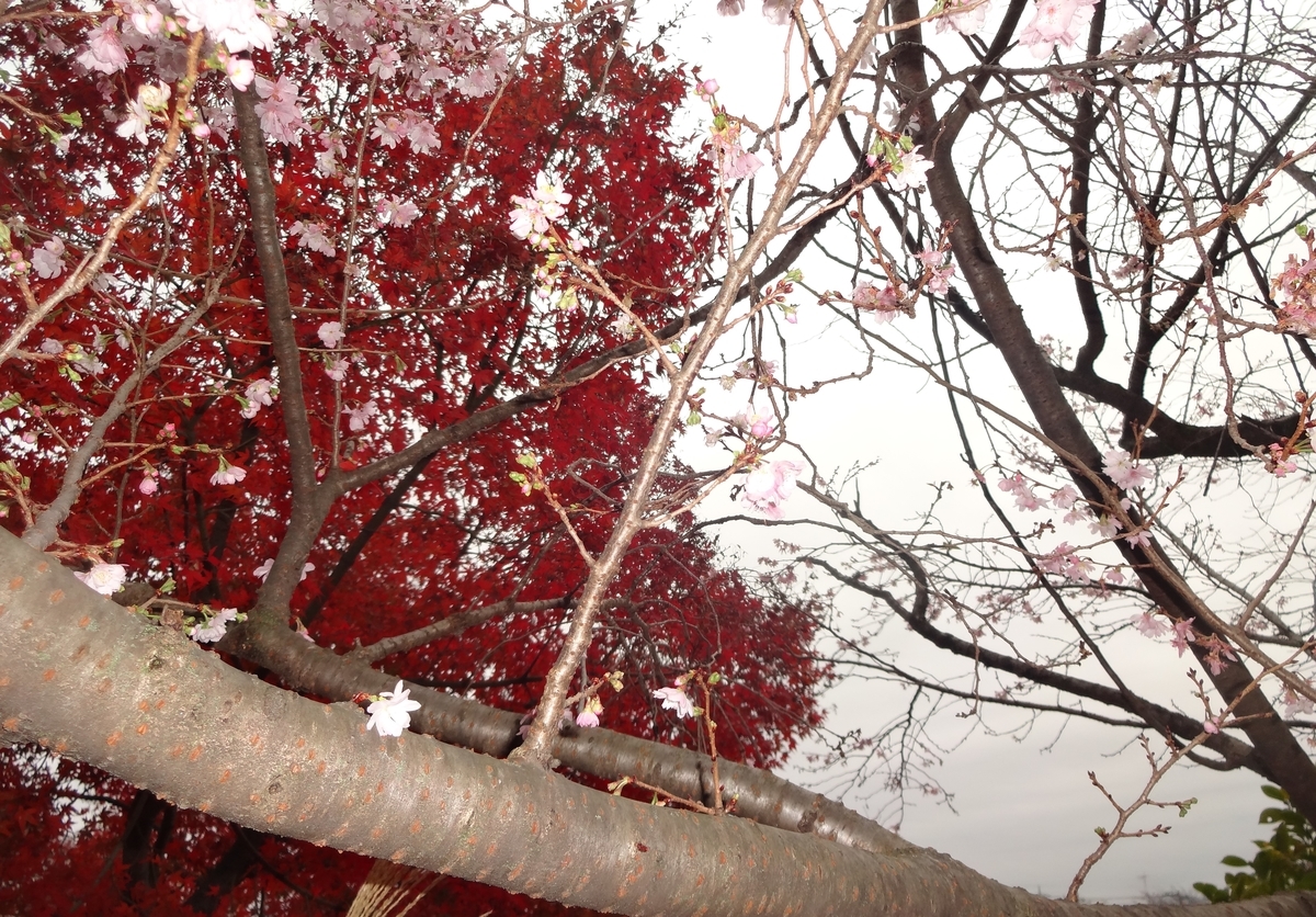 f:id:dajyaresensei:20191203215928j:plain