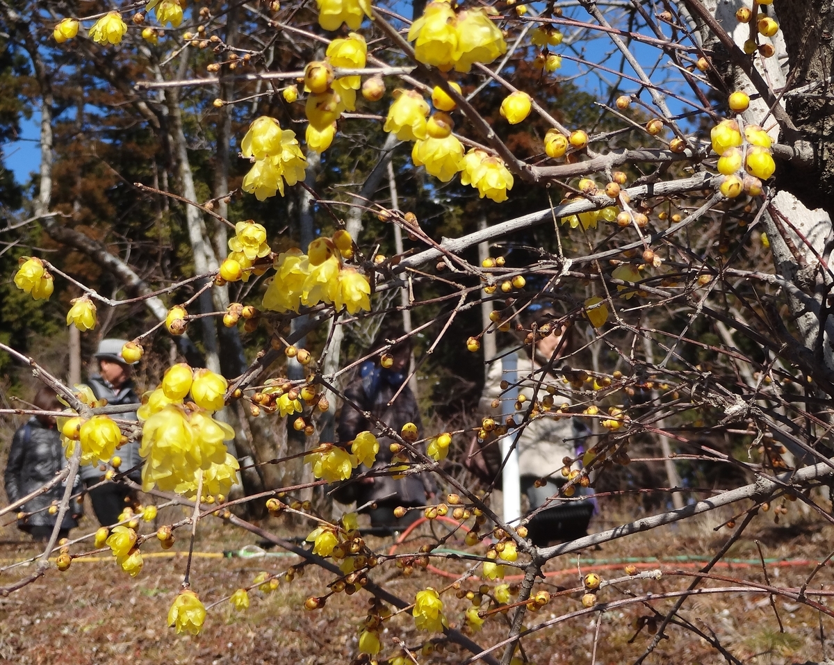 f:id:dajyaresensei:20200122223056j:plain f:id:dajyaresensei:20200122223056j:plain