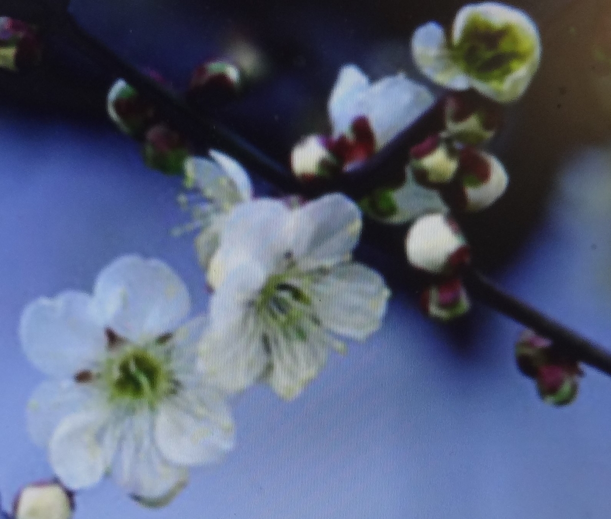 f:id:dajyaresensei:20200204213435j:plain