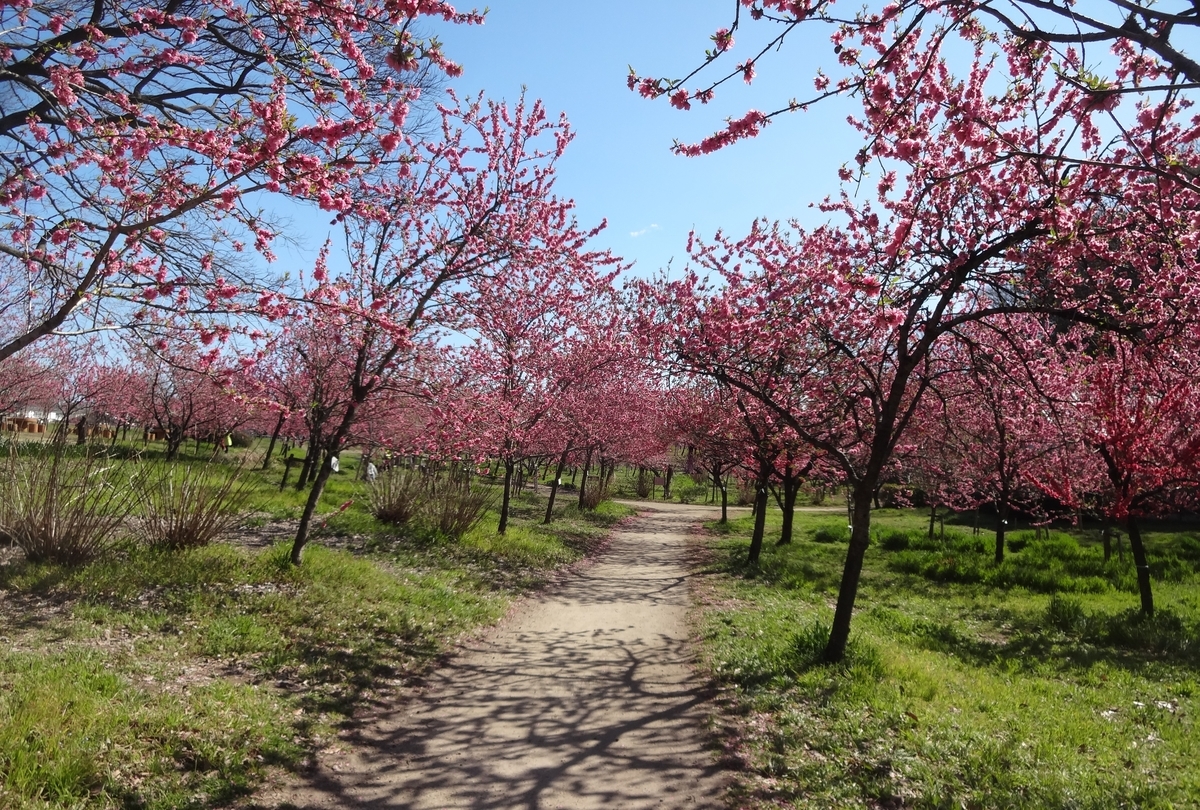 日本一の花桃の里の 古河桃まつり は 中止だけれど 桃はコロナに負けないで満開でした ダジャレ先生の面白くてためになるブログ 日本一の花桃の里の 古河桃まつり は 中止だけれど 桃はコロナに負けないで満開でした ダジャレ先生の面白くてためになるブログ