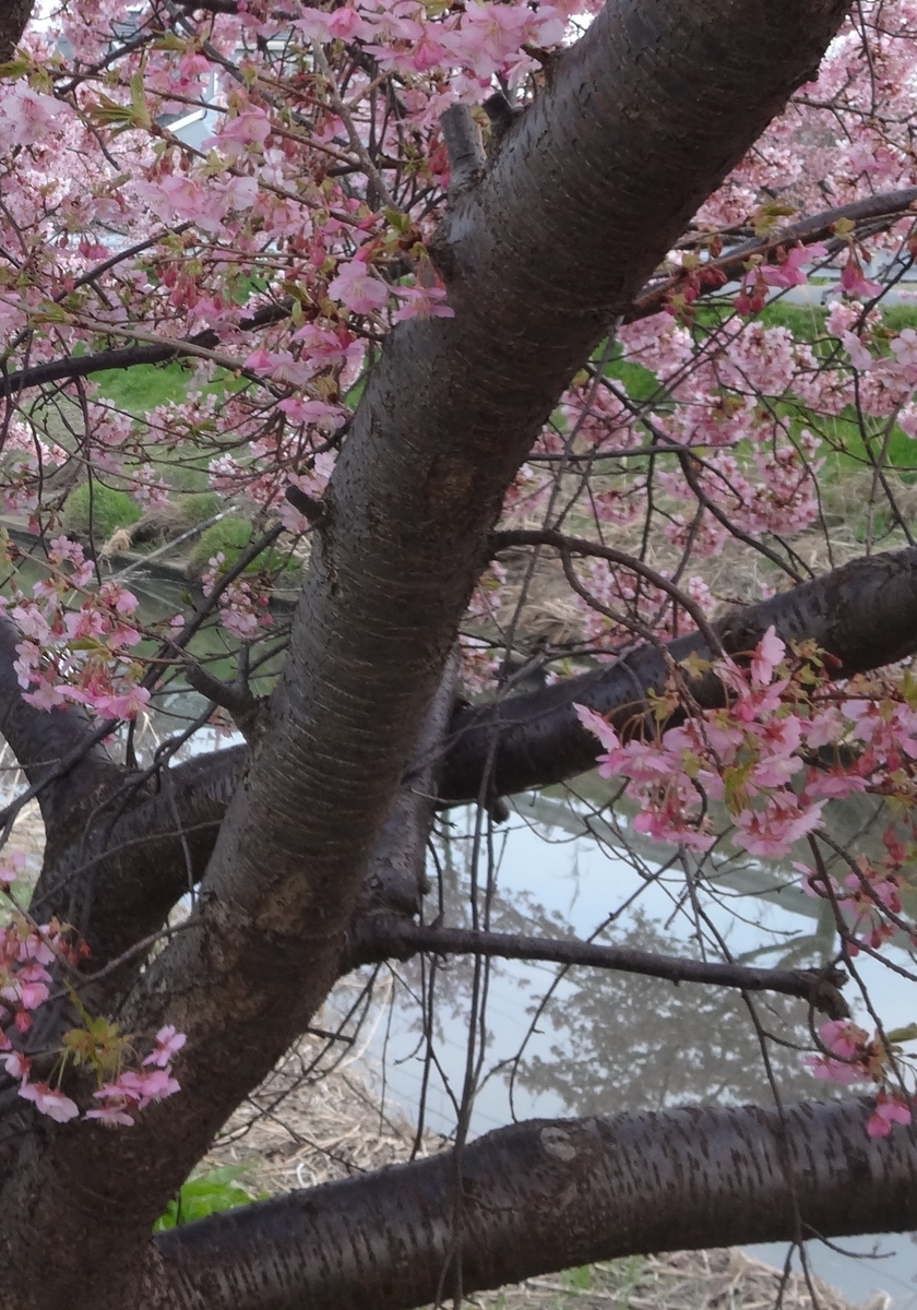 f:id:dajyaresensei:20200329222244j:plain
