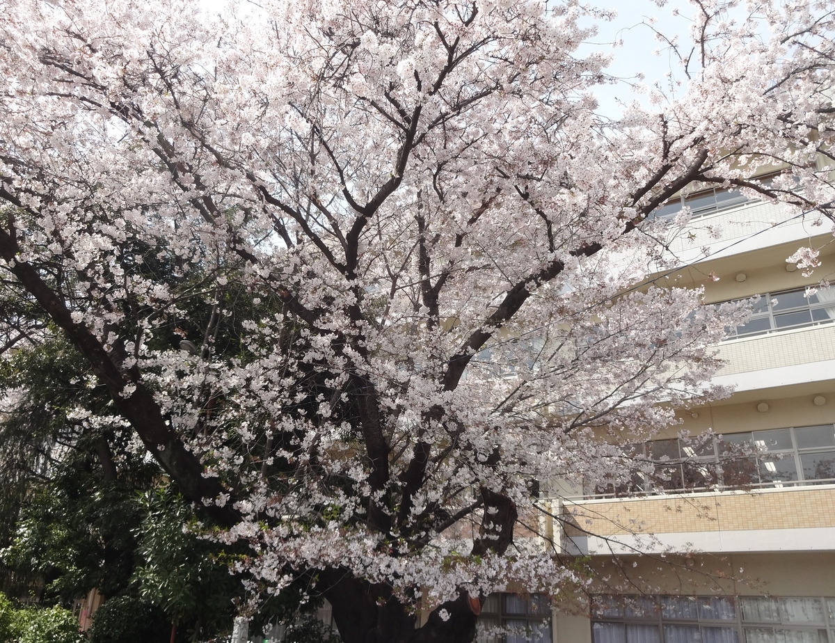 f:id:dajyaresensei:20200417091338j:plain f:id:dajyaresensei:20200417091338j:plain