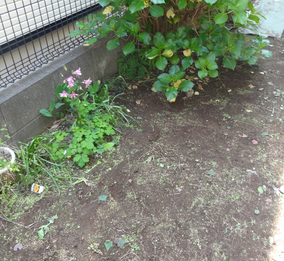 f:id:dajyaresensei:20200504161924j:plain