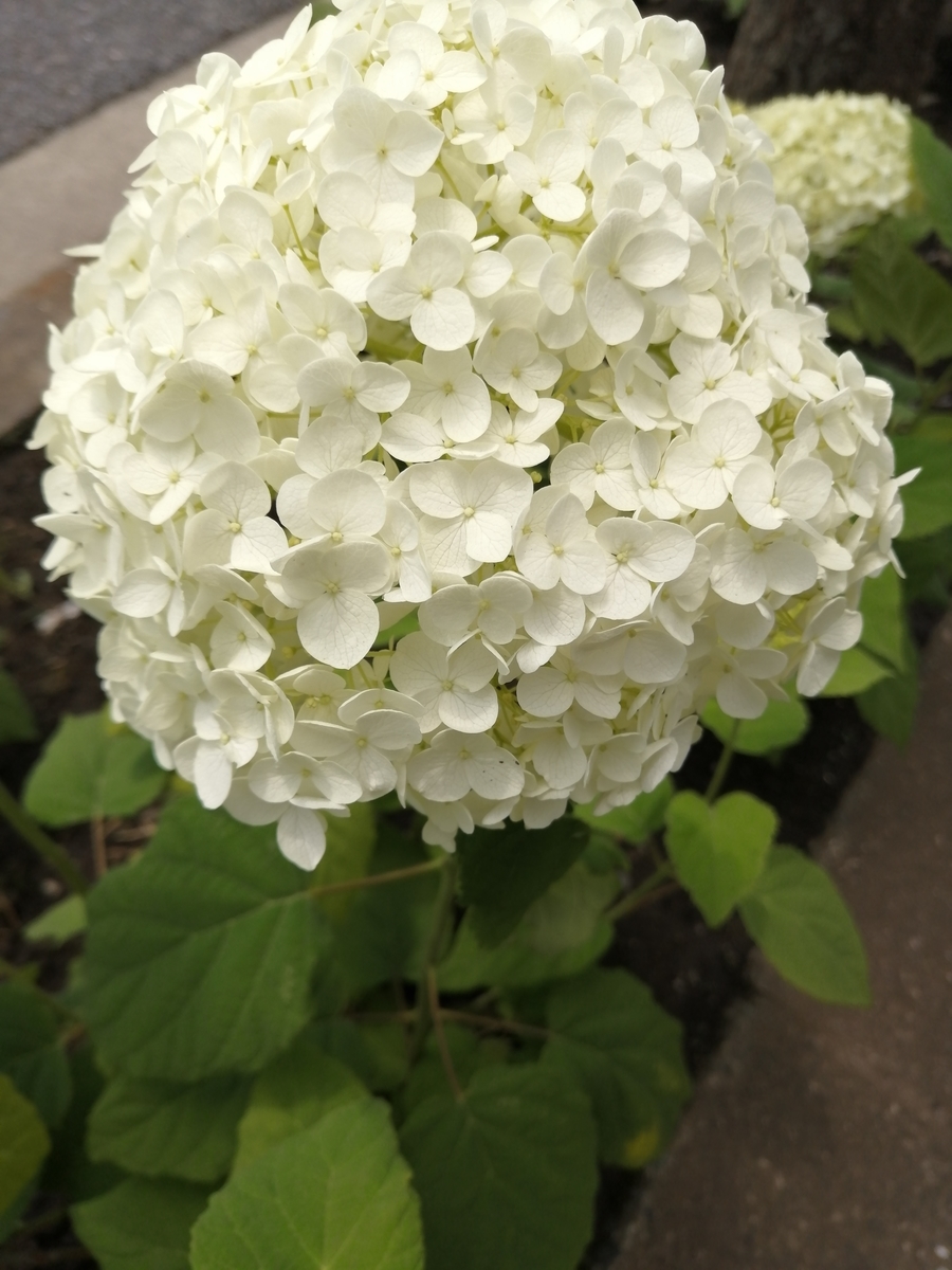 f:id:dakkonokai:20200618100953j:plain