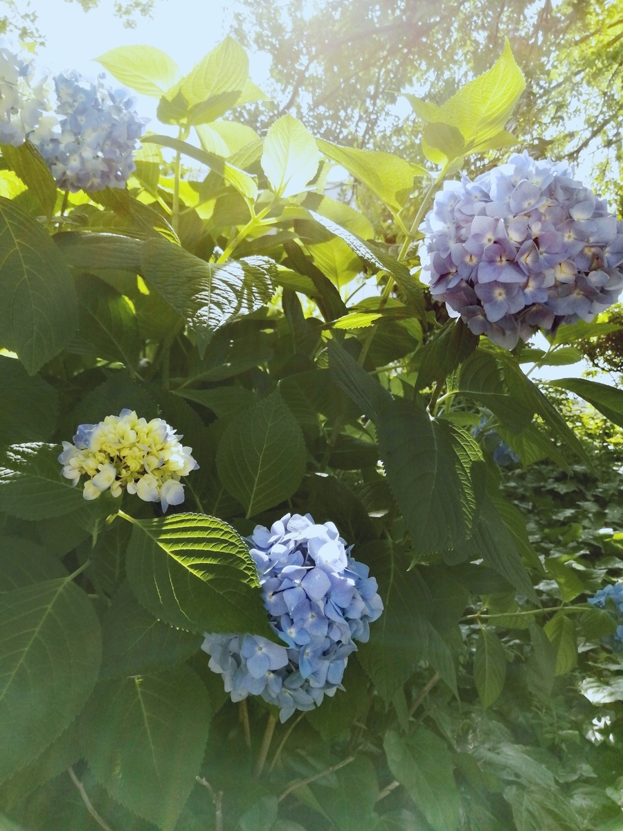 f:id:dakkonokai:20200627113459j:plain