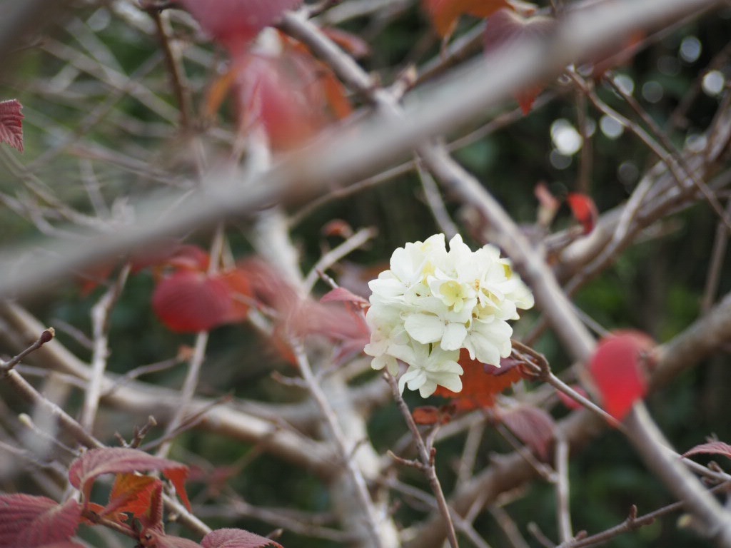 f:id:damd1957:20201212102242j:image