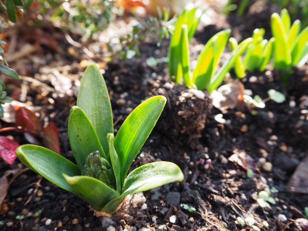 f:id:damd1957:20210127142114j:image