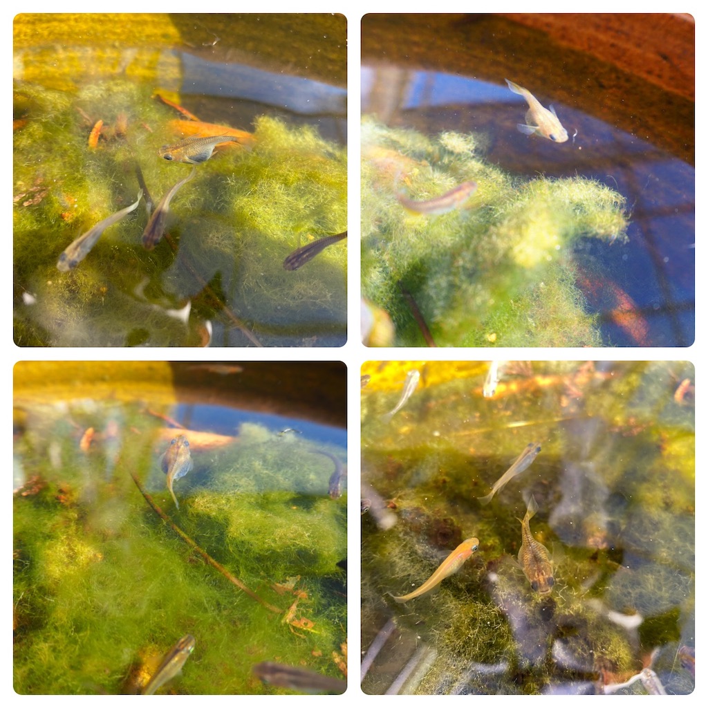 f:id:damd1957:20210127142404j:image