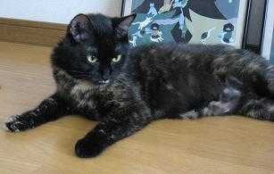 f:id:damechan65:20100724131212j:image