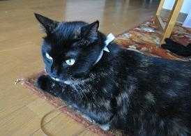 f:id:damechan65:20100904114534j:image f:id:damechan65:20100904114534j:image