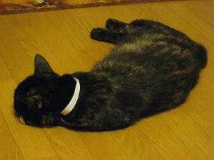 f:id:damechan65:20100905003946j:image f:id:damechan65:20100905003946j:image