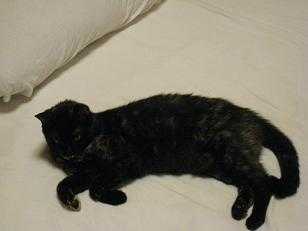 f:id:damechan65:20100908004311j:image