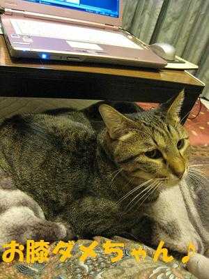 f:id:damechan65:20101024180117j:image f:id:damechan65:20101024180117j:image