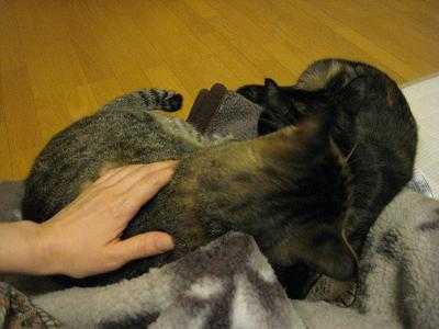 f:id:damechan65:20101024184110j:image f:id:damechan65:20101024184110j:image