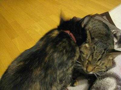 f:id:damechan65:20101024184216j:image f:id:damechan65:20101024184216j:image