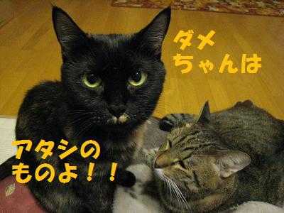 f:id:damechan65:20101024184348j:image f:id:damechan65:20101024184348j:image