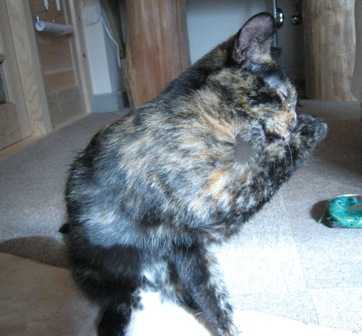 f:id:damechan65:20101124050751j:image