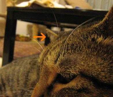 f:id:damechan65:20101212071616j:image f:id:damechan65:20101212071616j:image